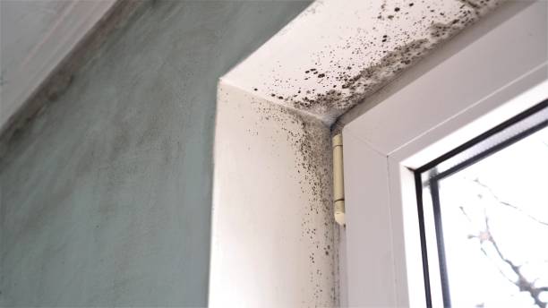 Best Environmental Consulting for Mold Prevention  in Crooksville, OH