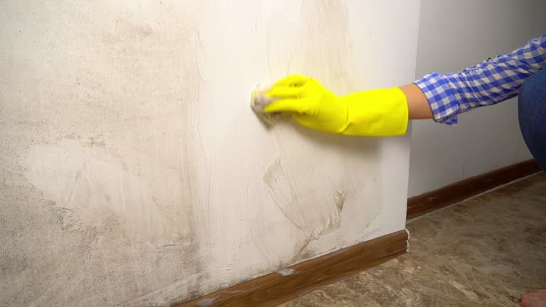 Best Black Mold Removal  in Crooksville, OH